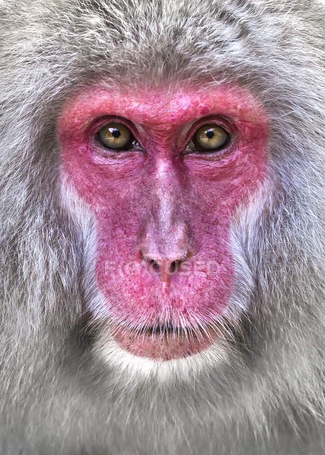 Retrato de macaco japonés - foto de stock