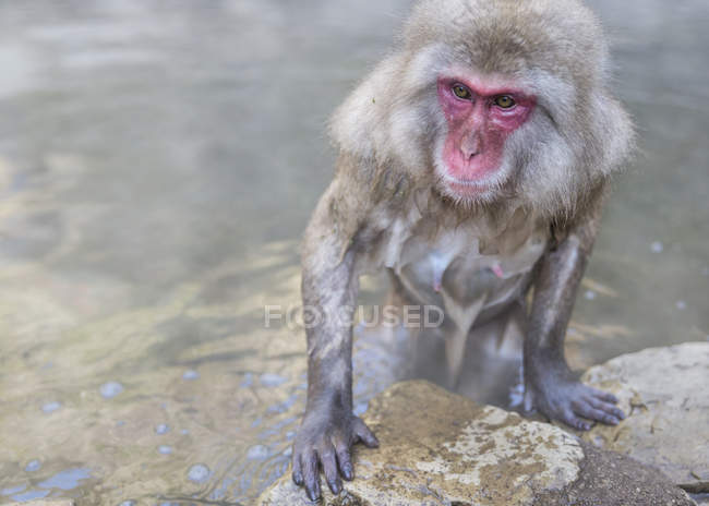 Мавпа нагрівається в гарячих джерелах води — стокове фото