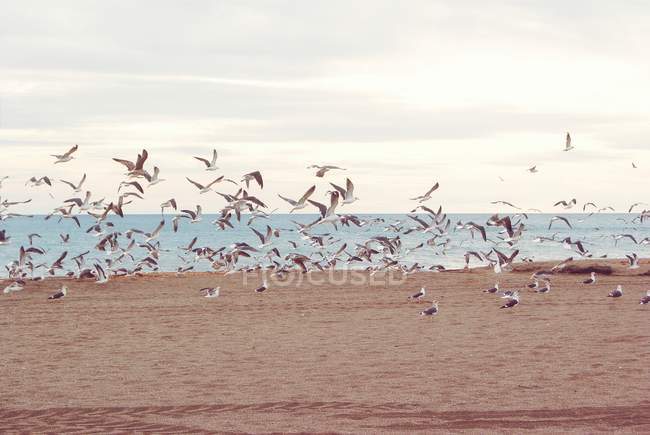 Gaviotas volando sobre la playa - foto de stock