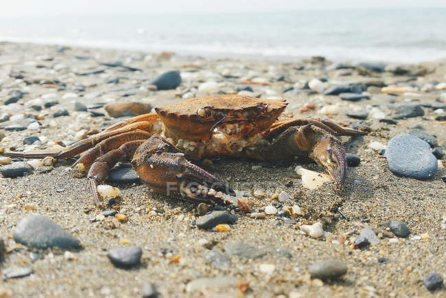 Crabe sur la côte mer — Photo de stock