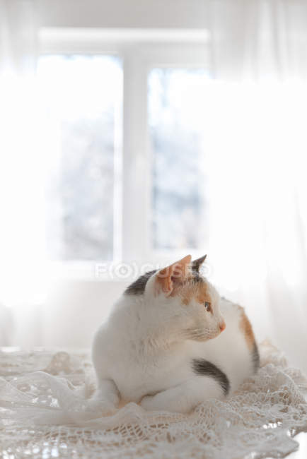 Chat mignon couché sur une serviette à tricoter — Photo de stock