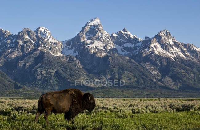 Bisonte com montanhas no fundo — Fotografia de Stock