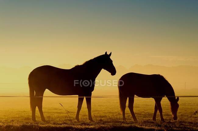 Dos caballos en la niebla - foto de stock