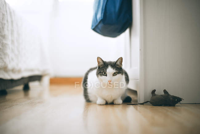 Chat blanc regardant la caméra — Photo de stock