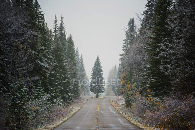 Carretera y pinos en invierno - foto de stock