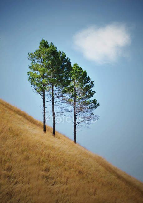 Trois arbres sur la colline — Photo de stock