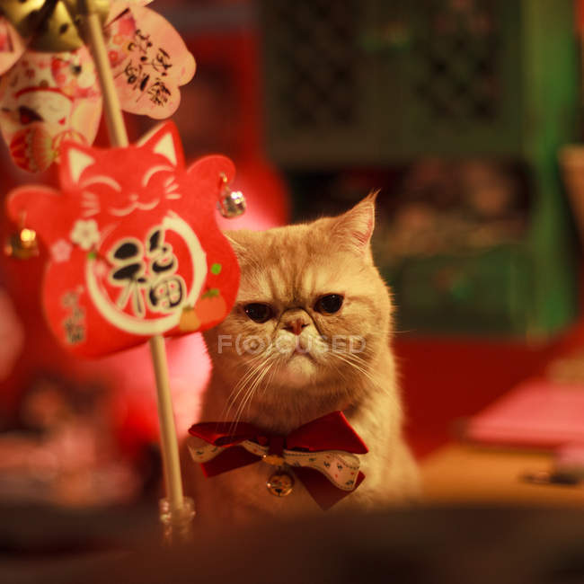 Симпатична кішка з бантиком — стокове фото
