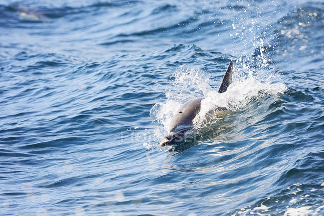 Дельфін плаває над водою — стокове фото