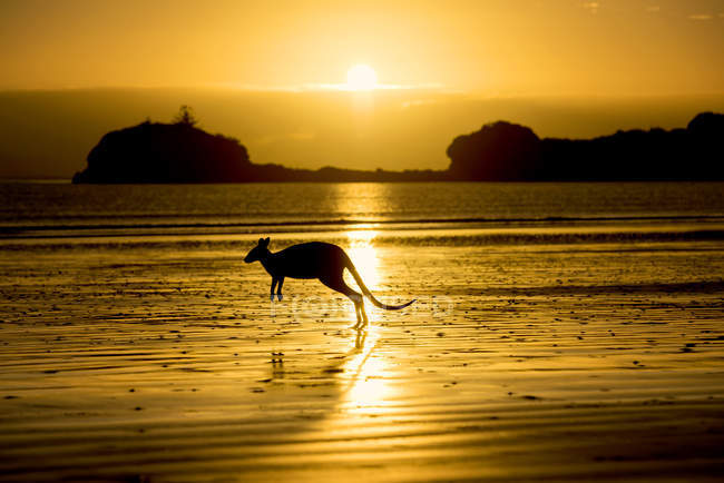 Silhouette di canguro sulla spiaggia — Foto stock