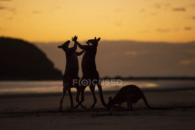 Silhouettes of three kangaroos — Stock Photo