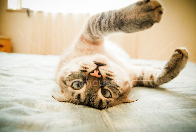 Cat lying on back on bed — Stock Photo