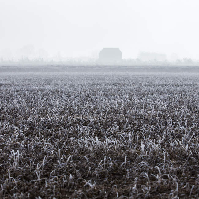 Frozen grass field in morning fog — Stock Photo