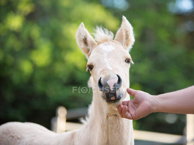Human hand petting pony — Stock Photo