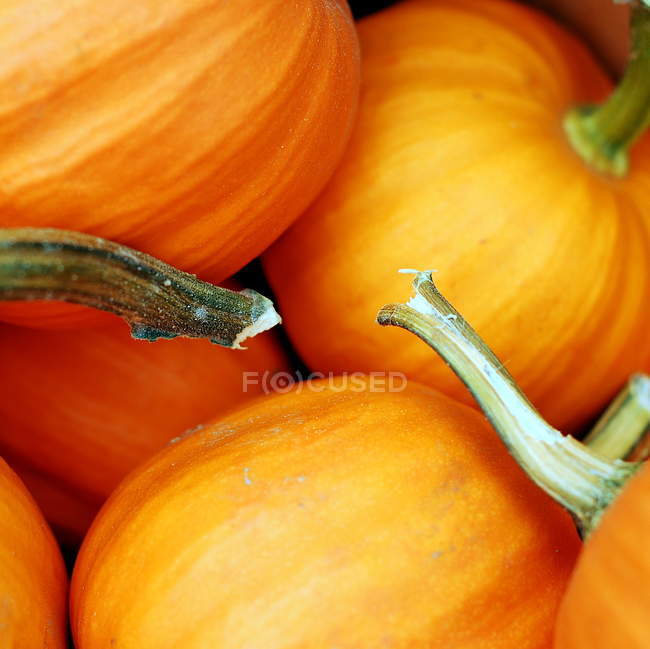 Pile of ripe pumpkins — Stock Photo