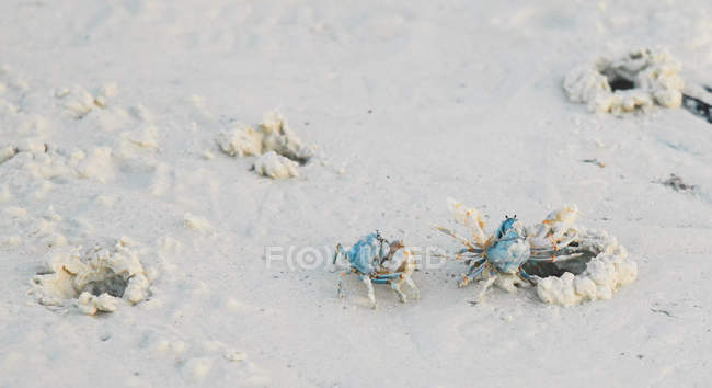 Granchi blu che escono dalla sabbia — Foto stock