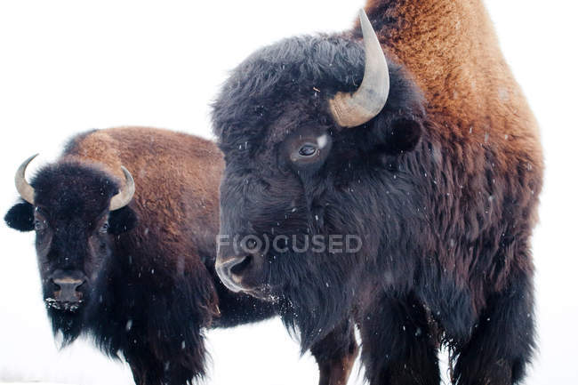 Dos bisontes en invierno - foto de stock
