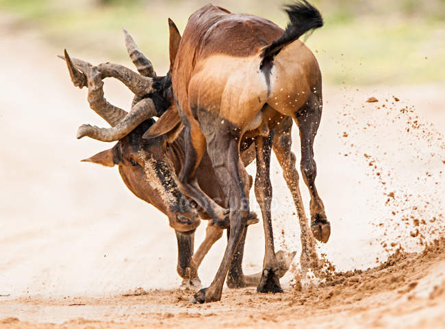 Dois Hartebeest vermelho lutando — Fotografia de Stock