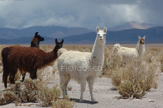 Herde wilder Lamas — Stockfoto