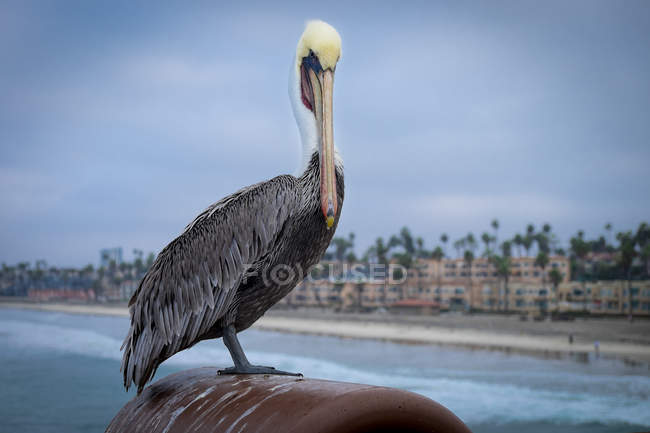 Большой пеликан на пирсе — стоковое фото