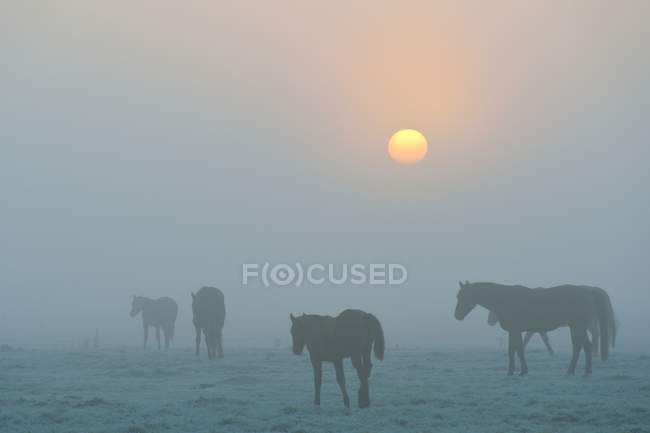 Лошади идут по туманному лугу — стоковое фото