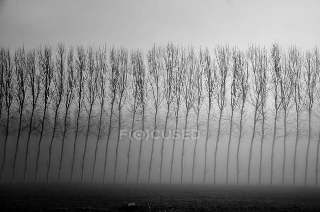 Дерева, що відбиваються у воді при туманній погоді — стокове фото