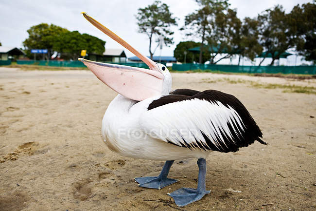 Pelicano, Gold Coast, Austrália — Fotografia de Stock