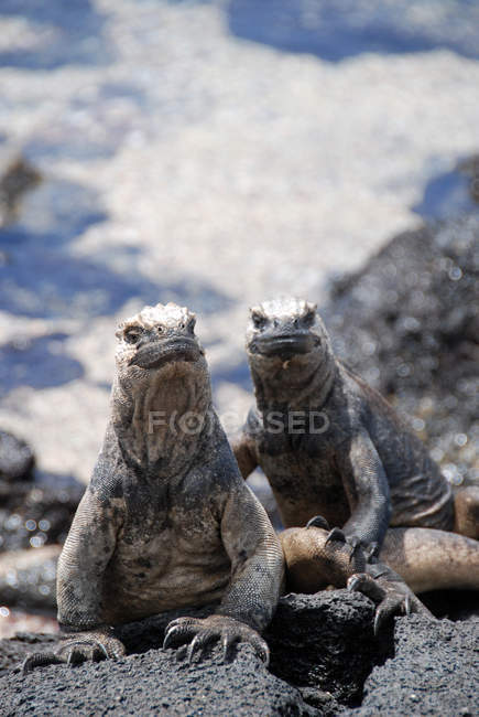 Dos iguanas marinas sobre rocas - foto de stock