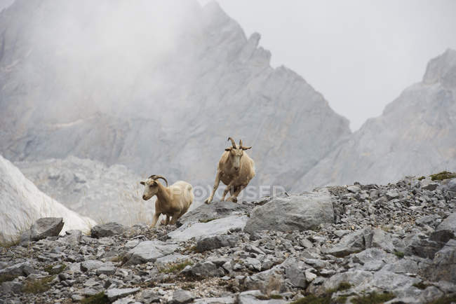 Deux chèvres de montagne — Photo de stock