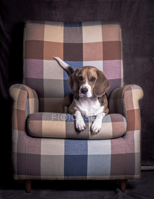 Dog lying on armchair — Stock Photo