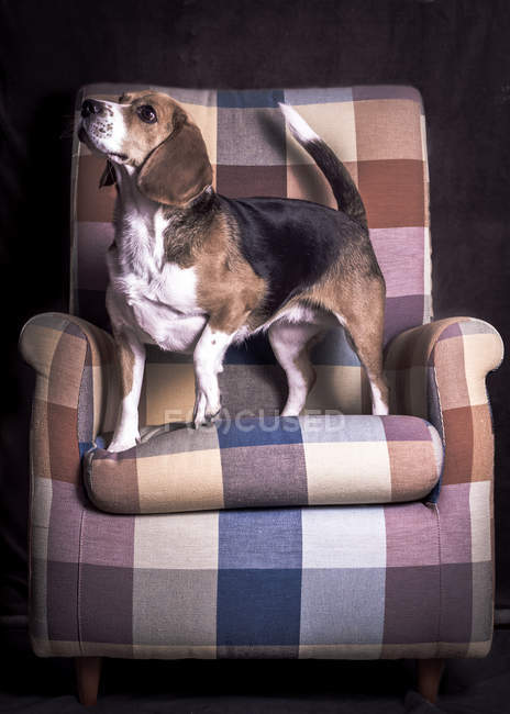 Dog standing on an armchair — Stock Photo
