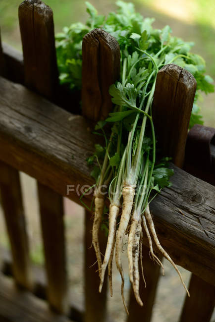 Bouquet de persil frais — Photo de stock