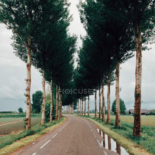 Treelined country road — Stock Photo