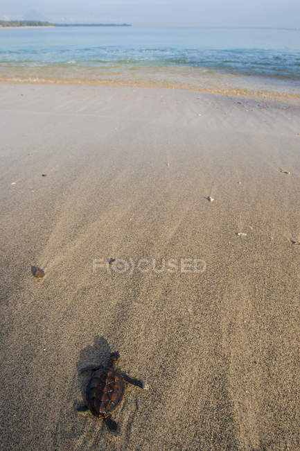 Baby черепаха сканування в море — стокове фото