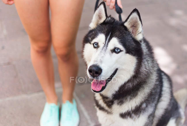 Perro con ojos azules - foto de stock