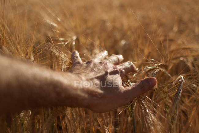 Homme touchant l'herbe haute — Photo de stock
