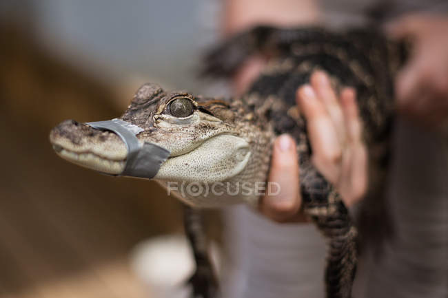 Baby alligator with tape around mouth — Stock Photo