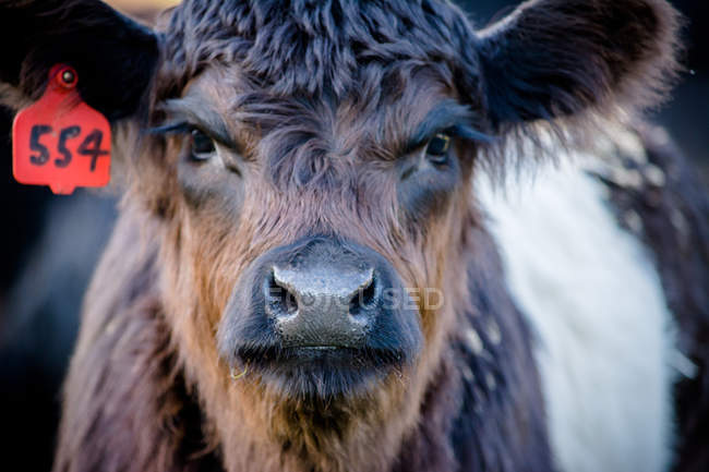 Belted galloway calf — Stock Photo