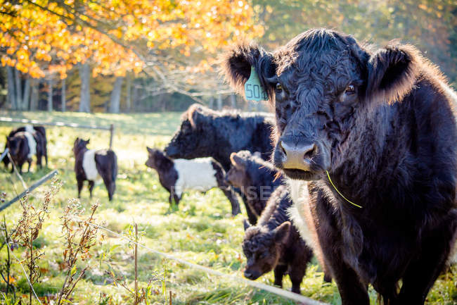 Rebaño de vacas de Galloway con cinturón - foto de stock