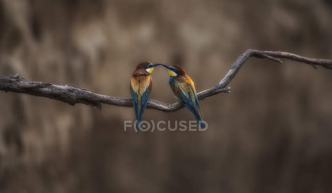 Dos pájaros en rama - foto de stock