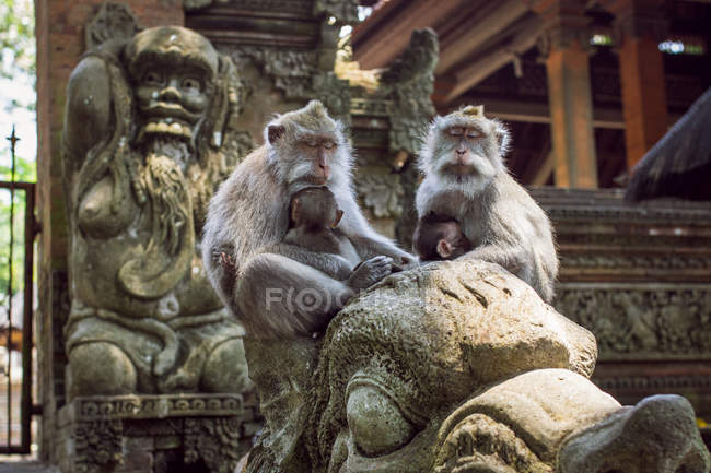 Famiglia di scimmie nella foresta delle scimmie — Foto stock