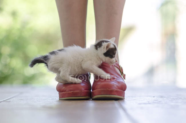 Котенок на красной обуви — стоковое фото