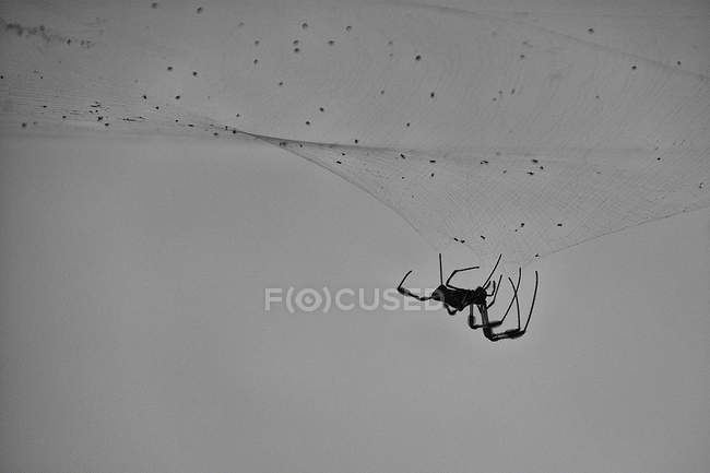 Spider mending web — Stock Photo