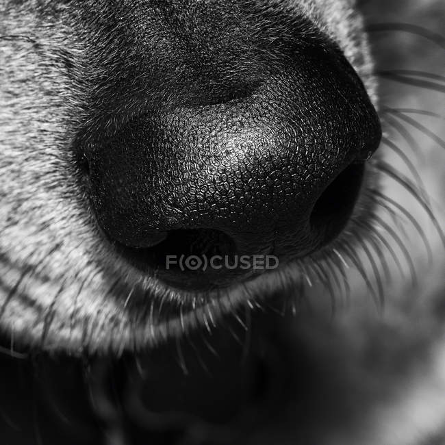 Perro nariz negra - foto de stock