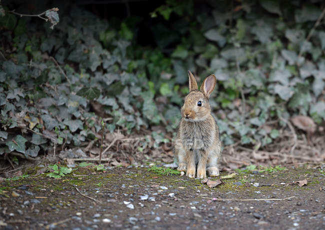 Hare sitting by ivy hedge — Stock Photo