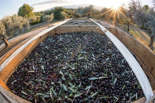 Свіжоспечені чорні оливки — стокове фото