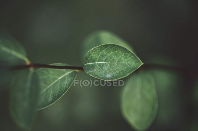 Vert détail naturel motif végétal — Photo de stock