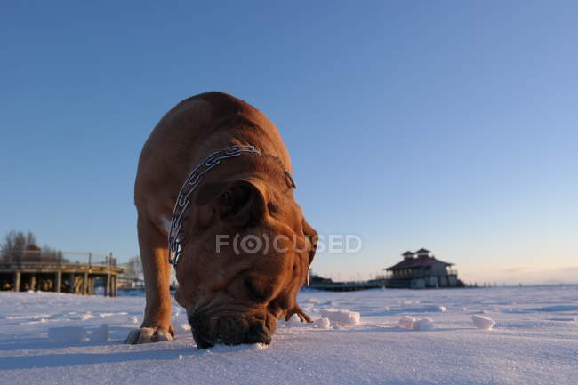 Собака ест снег — стоковое фото