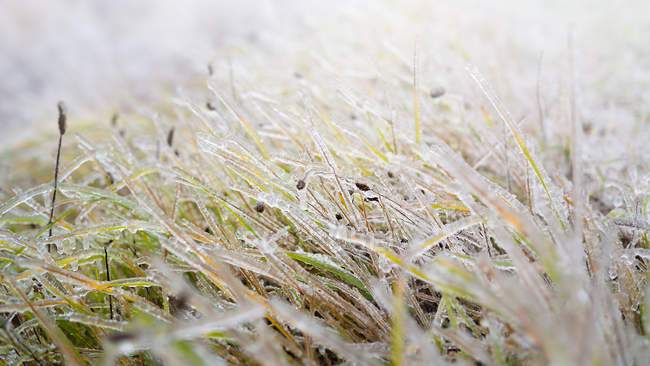 Hierba congelada en hielo - foto de stock