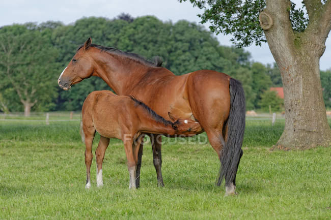 Mare with foal on green grass field — Stock Photo