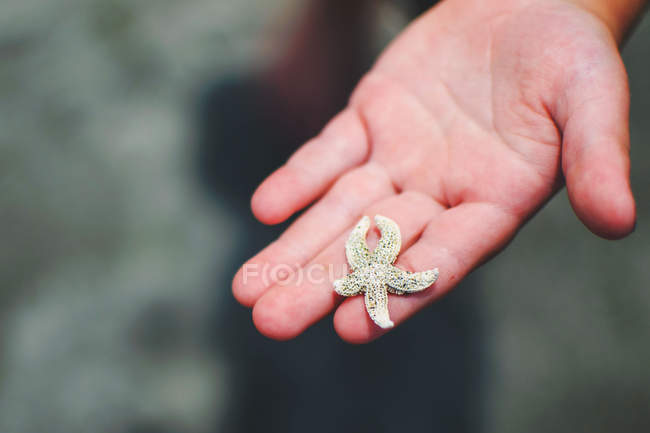 Niño sosteniendo diminutas estrellas de mar - foto de stock